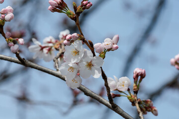 桜と青空