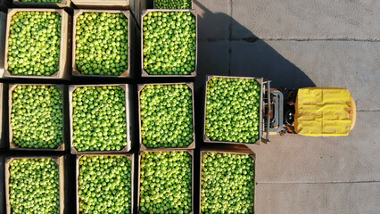 fresh picked apple harvest on farm. small loaders, forklift trucks, machines load, put large wooden...