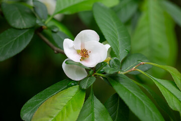 Close-up of white Japanese quince flowers taken outdoors