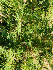 Leyland cypress. Cupressaceae evergreen conifer. It grows fast and is used for hedges.
