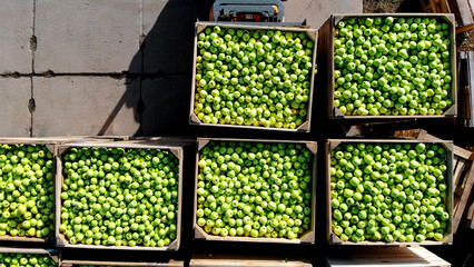 harvest of apples, small loader, forklift truck, machine loads, puts large wooden boxes full of...