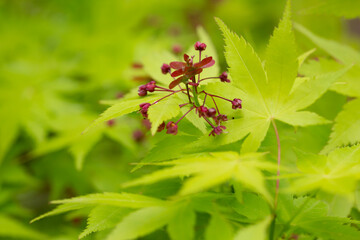 Red maple flowers and green leaves close up