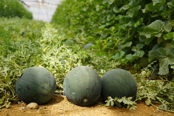 Watermelon in the greenhouse. Watermelon field