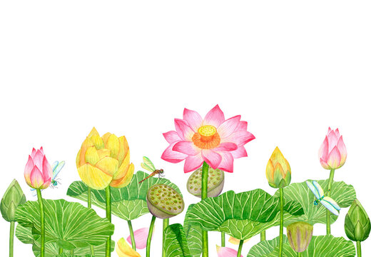Banner with pink yellow buds lotus flowers and green leaves. Flying dragonflies. Hand-drawn watercolor illustration isolated on white background