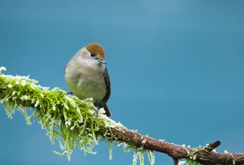 A close up of a single female blackcap sat on a tree branch