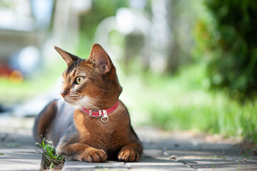 Beautiful Abyssinian cat in a collar, close-up portrait, gracefully lying on a street walkway