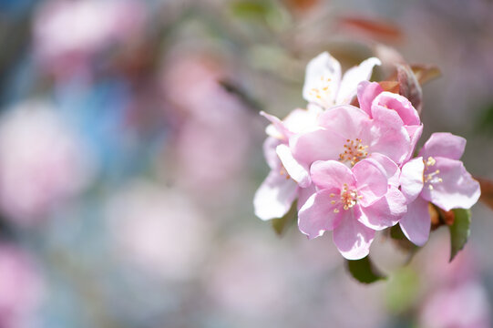 Branches of blossoming pink apple tree macro with soft focus against the background of gentle greenery.  Beautiful floral image of spring nature. Space for text