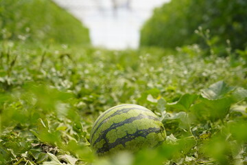 Watermelon in the greenhouse. Watermelon field