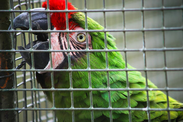Perroquet ara vert 2 © Maryna