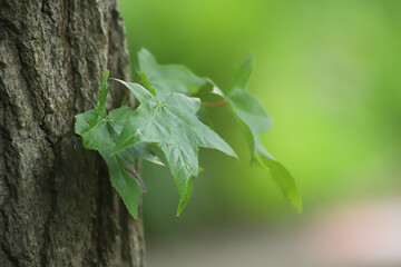 Feuilles vertes