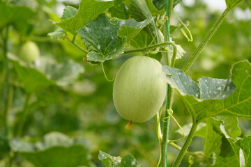 Fototapeta premium plant about to grow in the field and its fruit. Close-up photo