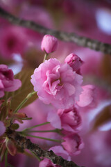 Fleurs de cerisier 12