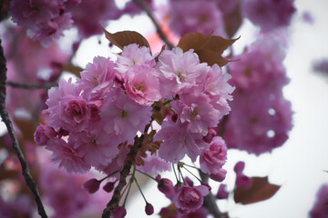 Fleurs de cerisier 13