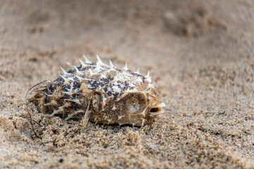 puffer fish on the beach
