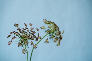 ブラックレースフラワー