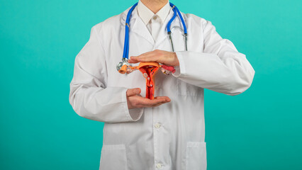 doctor Gynecologist holds model of female reproductive system in the hands. Help and care concept - obrazy, fototapety, plakaty