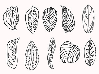 Tropical leaves, floral elements, outline icons. Different types of leaves of tropical plants