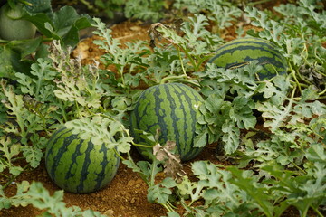 Watermelon in the greenhouse. Watermelon field