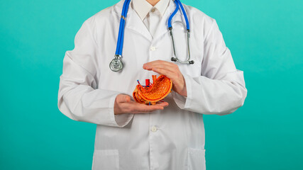 Male doctor with a stethoscope is holding mock stomach in the hands. Help and care concept