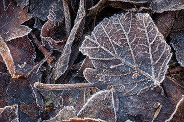 frosty leaves on the fence