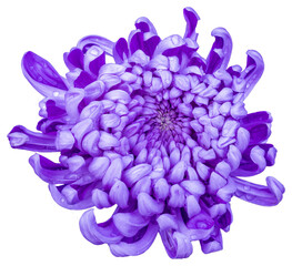 A large chrysanthemum, the flower color is purple and white.