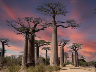 The beautiful sunset of the Allée des Baobabs, Adansonia grandidieri, is frequented by tourists. Southern Madagascar.
