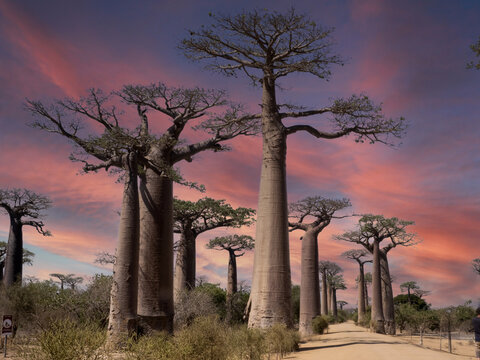 The beautiful sunset of the Allée des Baobabs, Adansonia grandidieri, is frequented by tourists. Southern Madagascar.