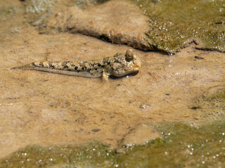 The fish of the genus Periophthalmus moves on land and can breathe oxygen in the air. Madagascar