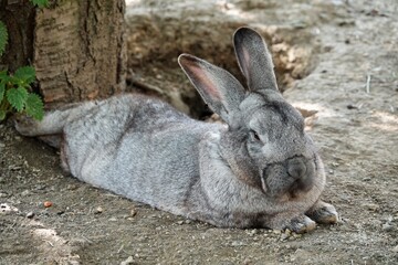 A beautiful bushy Flemish Giant rabbit lying down and resting in the shade. Male rabbit with closed eyes. Close-ip photo. High quality photo