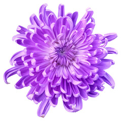 A large chrysanthemum, the flower color is blue, purple and white.