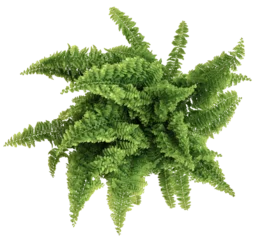 Deurstickers top down view of green potted nephrolepis fern plant, transparent background PNG © Christian Horz