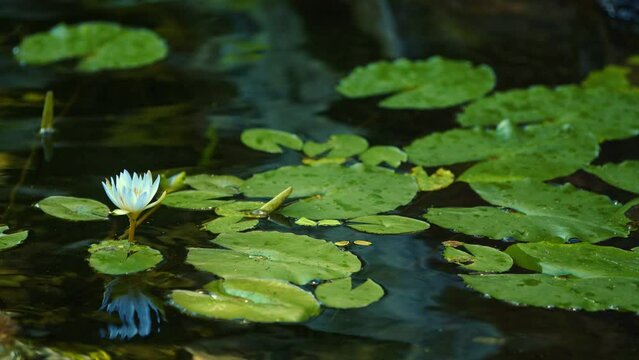 Lotus Flower Leaves in Water in Nature