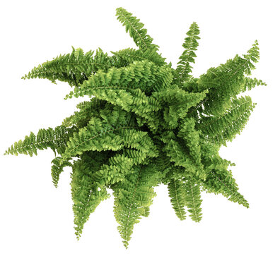 top down view of green potted nephrolepis fern plant, transparent background PNG