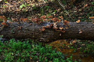 Mushrooms in Autumn in the Forest Eckernworh, Walsrode, Lower Saxony