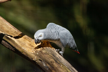 beautiful parrot