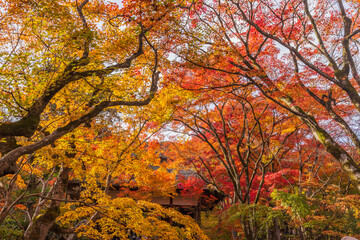 京都嵯峨野　常寂光寺の紅葉
