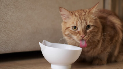 Ginger cat licking face sitting at the bowl with food. The cat is eating.Cat licks looks into the...