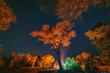 Tent camp at sunset among the trees. Night sky with stars