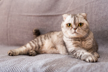 gray scottish fold posing on gray couch