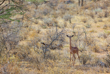 Naklejka na ściany i meble Gerenuk antelope, giraffe gazelle, in the reserve