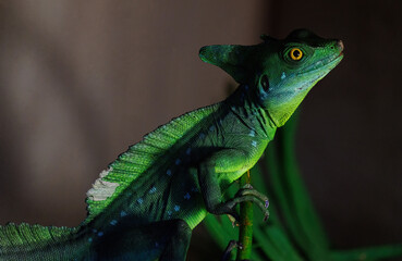 Lizard In a Terrarium