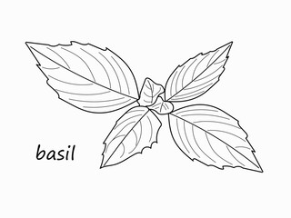 Hand drawn Basil natural herb - aromatic annual herb of the mint family. Tropical Basil herb in linear style design isolated on white background. Basil leaf vector illustration