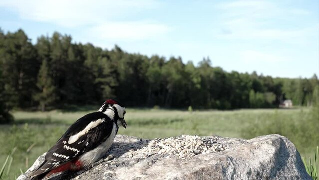 Woodpecker gathers up seeds from rock then flies away.