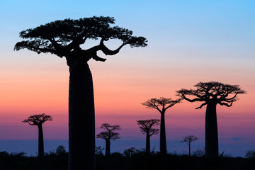 Fototapeta na wymiar silhouette of baobab at sunset