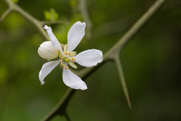 Trifoliate orange branch with white flowers - Latin name - Poncirus trifoliata, spring flower background