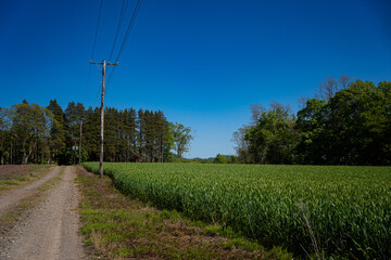 Fototapeta na wymiar 田舎の田園風景と青空と電柱