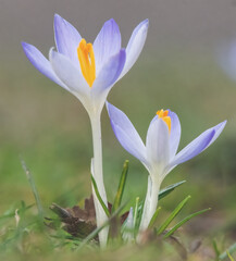Krokusse auf der Wiese
