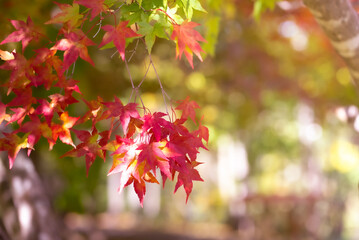 公園の紅葉のクローズアップ