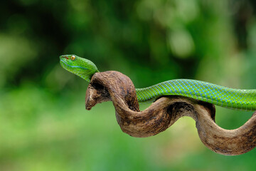 green viper on branch