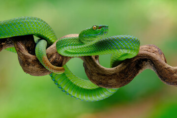 green viper on branch